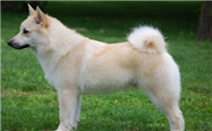 挪威牧羊犬的原产地在哪里