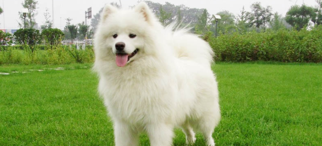 萨摩耶犬的寿命一般是多久 萨摩耶犬的寿命一般是多久
