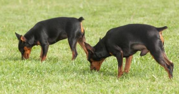 多伯曼犬训练技巧有哪些 多伯曼犬训练技巧有哪些