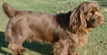 塞式猎犬聪明吗 塞式猎犬聪明吗