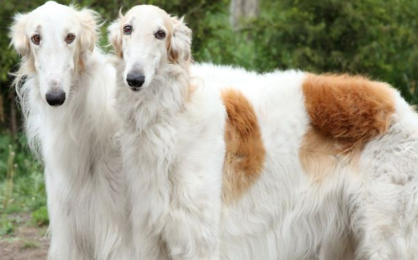 苏俄牧羊犬多大产仔 苏俄牧羊犬多大产仔