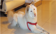 格陵兰犬的体重大约是多少