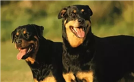 罗威纳犬的用途是什么