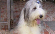 古代长须牧羊犬的寿命一般是多久
