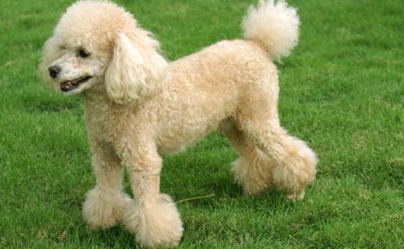 贵宾犬吃多了吐了怎么办 贵宾犬吃多了吐了怎么办