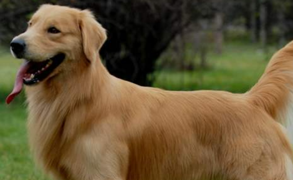 黄金猎犬怎么训练才听话
