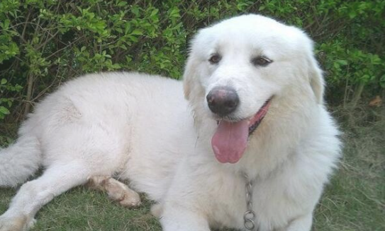 大白熊犬一天吃几顿