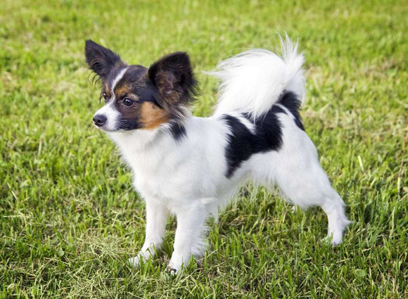 蝴蝶犬吃多了吐了怎么办 蝴蝶犬吃多了吐了怎么办
