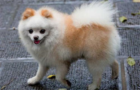 怎样才能把博美犬洗干净