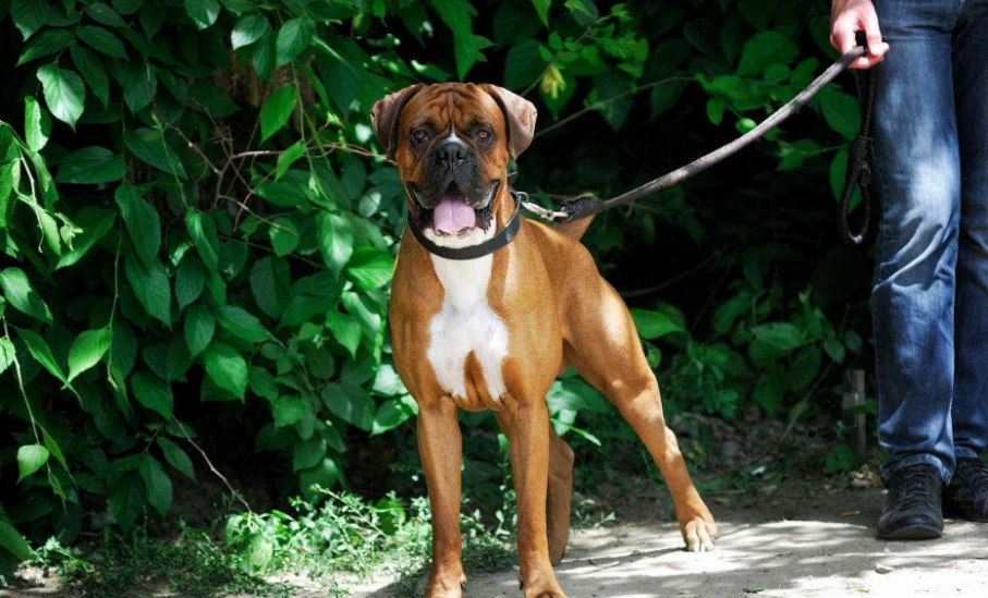 如何挑选一只拳师犬?主要看这几个方面 如何挑选一只拳师犬?主要看这几个方面