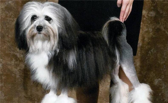 罗秦犬的毛色有几种