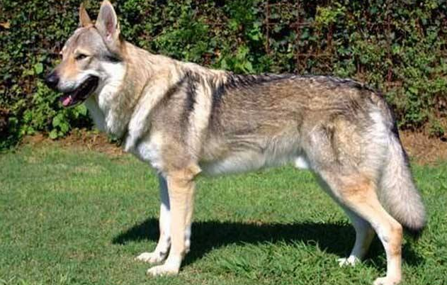 捷克狼犬有几种颜色