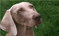 魏玛犬喜欢什么