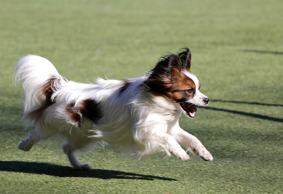 蝴蝶犬喜欢什么 蝴蝶犬喜欢什么