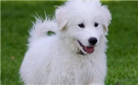 库瓦斯犬有攻击性吗