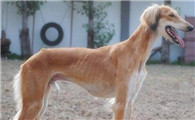 萨路基猎犬什么颜色好