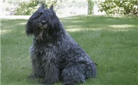 养法兰德斯畜牧犬注意事项