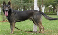 中国昆明犬一般有多高