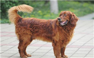 戈登雪达犬的体重大约是多少