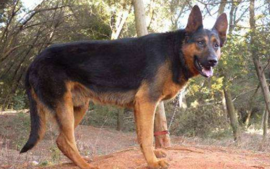 中国昆明犬训练有技巧吗