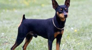养迷你杜宾犬要注意什么 养迷你杜宾犬要注意什么