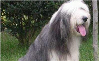 古代长须牧羊犬吃多了吐了怎么办