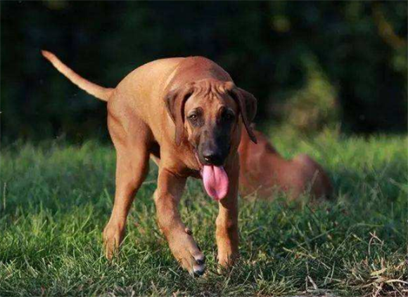 养寻血猎犬注意事项 养寻血猎犬注意事项