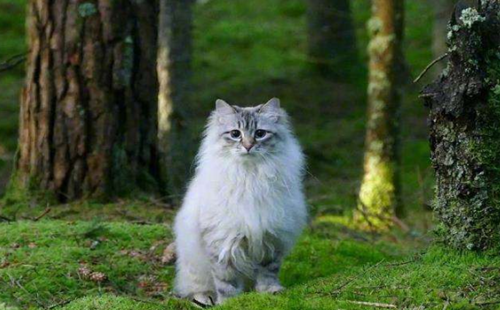 西伯利亚猫