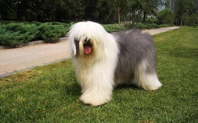 古代英国牧羊犬的用途是什么