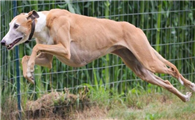 格雷伊猎犬生活习惯
