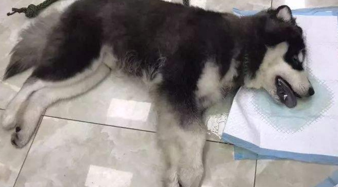 狗狗轻微农药中毒症状