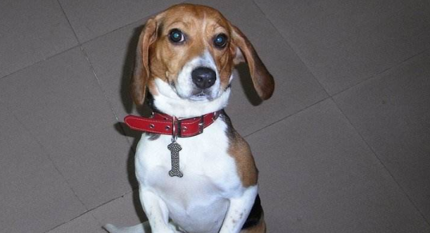哈利犬的起源和历史 哈利犬的起源和历史
