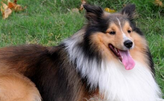 喜乐蒂牧羊犬训练技巧有哪些
