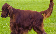 爱尔兰塞特犬训练技巧有哪些