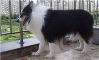 苏格兰牧羊犬聪明吗
