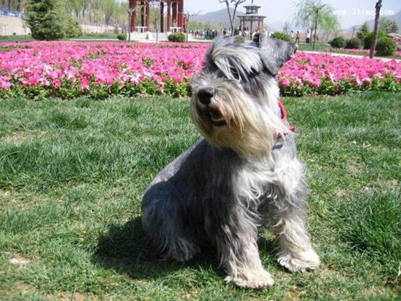 雪纳瑞犬的体高是多少
