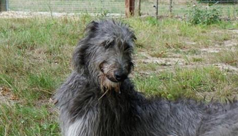 苏格兰猎鹿犬多少钱一只