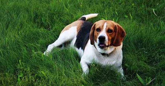 怎么判断比格猎犬得了什么病