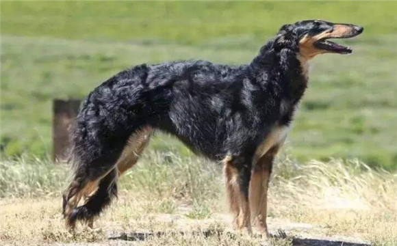 黑色苏俄猎狼犬图片