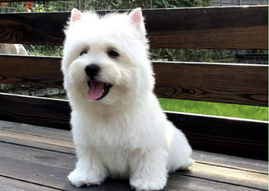 西高地犬的挑选技巧,快来get! 西高地犬的挑选技巧,快来get!