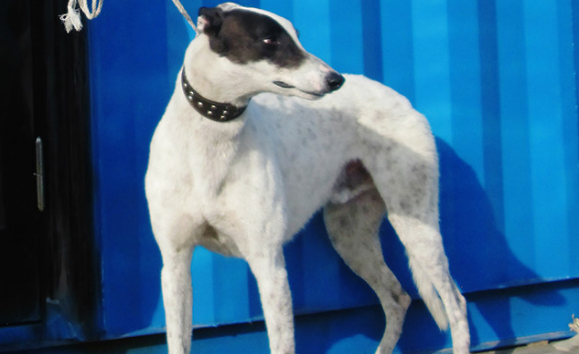 格雷伊猎犬喜欢什么