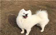日本银狐一般多少钱