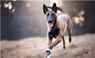 马利诺斯犬窝咳吃什么药最好