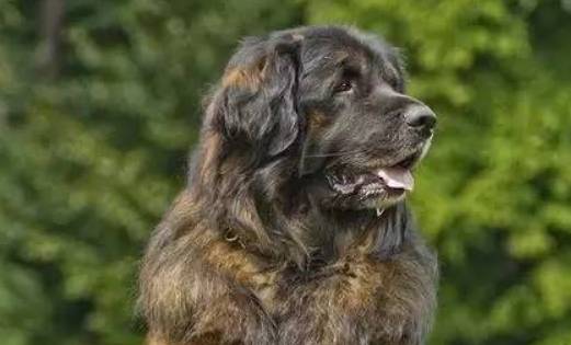 伯格犬怎么训练才听话 伯格犬怎么训练才听话
