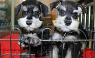 雪纳瑞犬有攻击性吗
