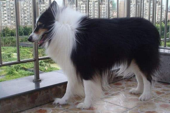 苏格兰牧羊犬聪明吗