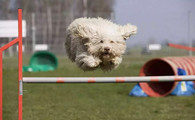 葡萄牙水犬的寿命一般是多久
