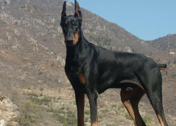 多伯曼犬生活习惯