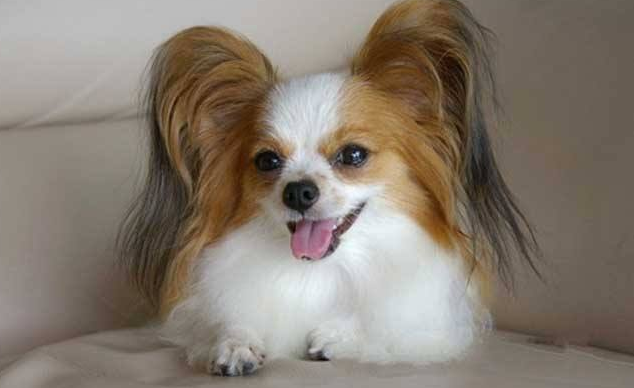 蝴蝶犬不能吃什么