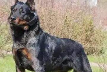 多伯曼犬多少钱一只 多伯曼犬多少钱一只